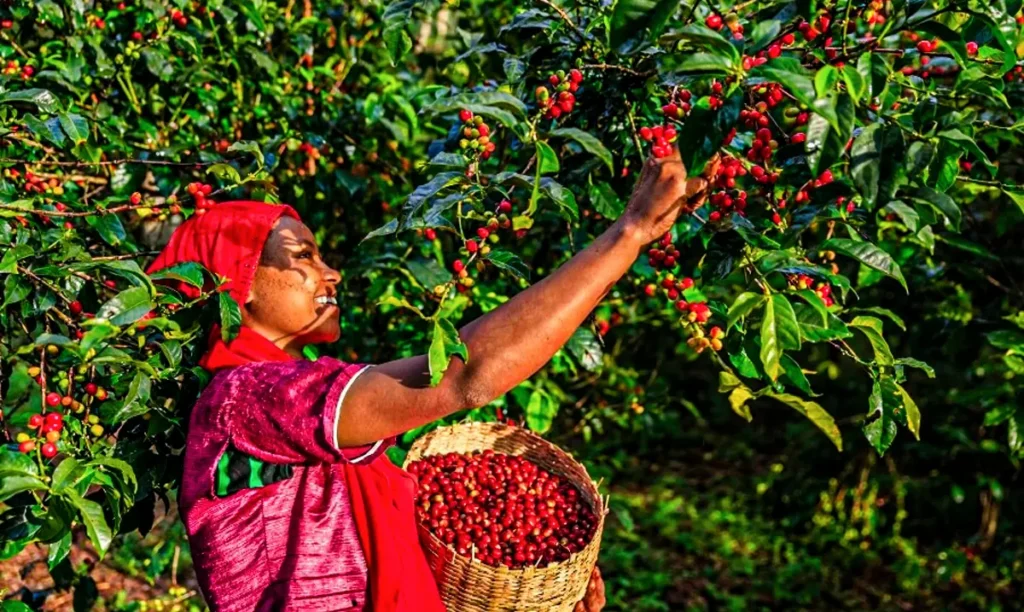 Coffee-Harvesting