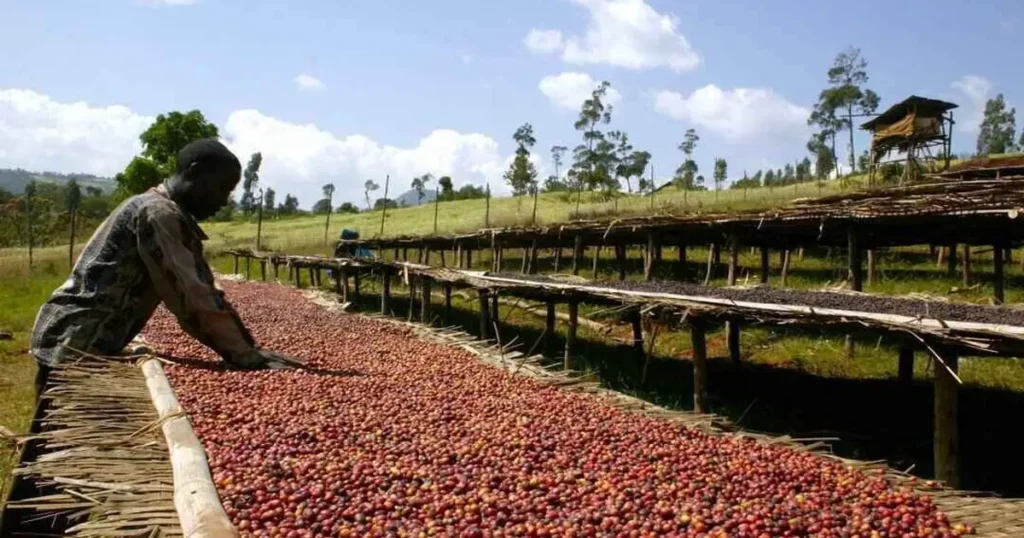 Coffee Natural Process