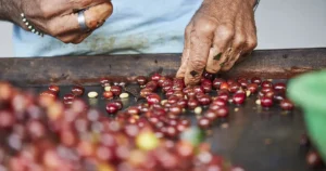 Coffee Processing