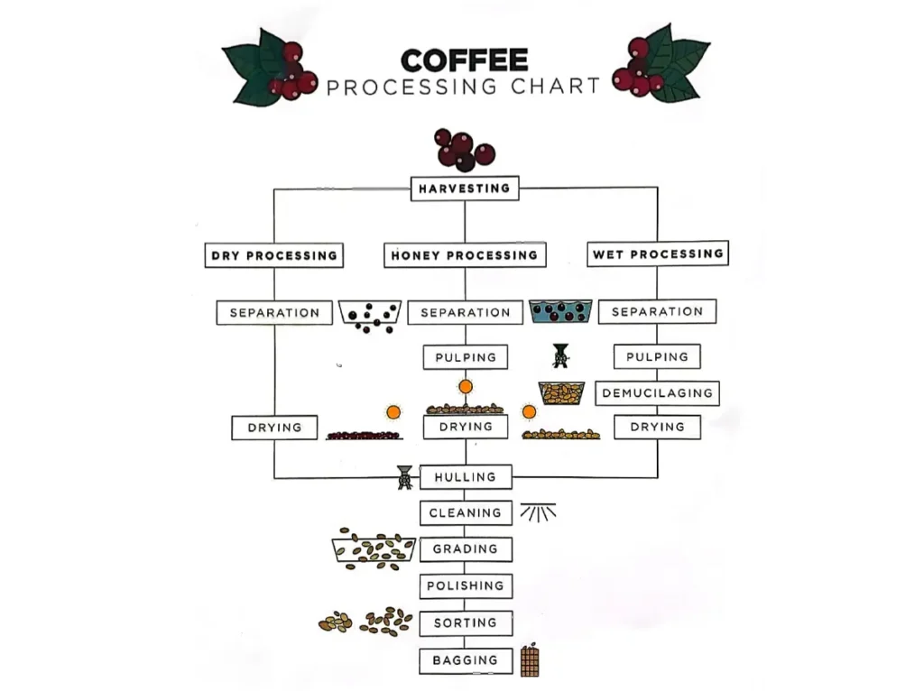 Coffee Processing Methods