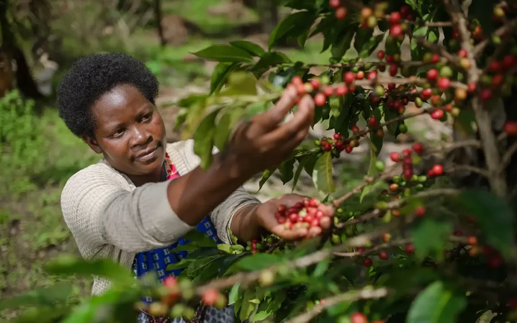 Ugandan-farmer-Working-on-a-coffee-farm