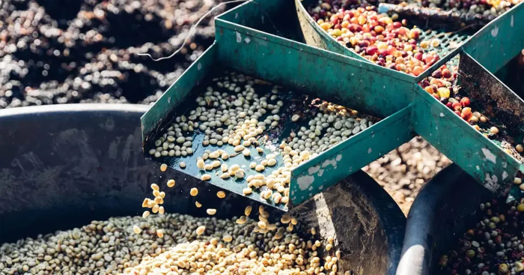Washed-Process-For-Coffee
