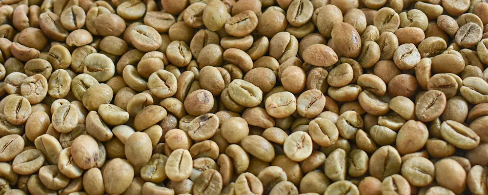 Ugandan_Robusta