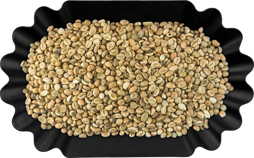 Robusta SC12