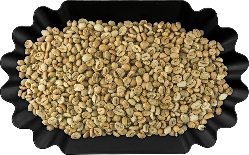 Robusta SC15