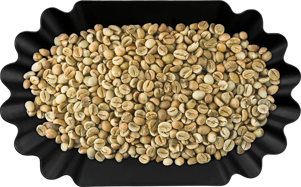 Robusta SC18