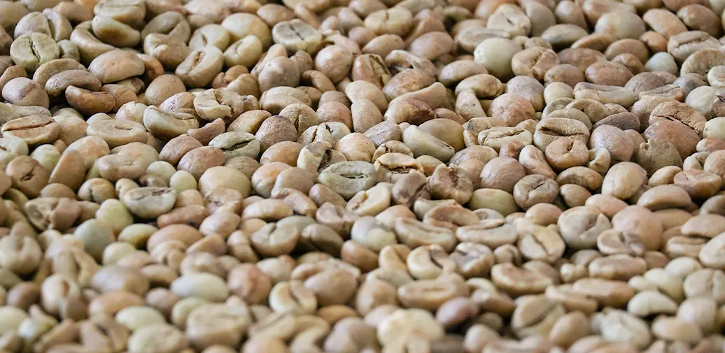 Uganda-Coffee-Exports-The-Growing-Importance-of-Screen-18-Beans-2
