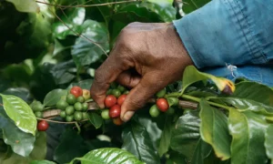 pick a coffee cherry