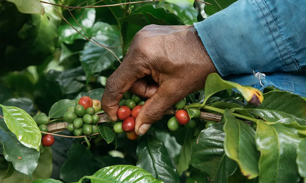 pick a coffee cherry