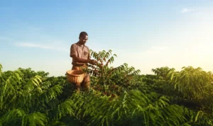 Uganda Robusta Green Coffee: 4 Powerful Reasons It’s the Ultimate Choice