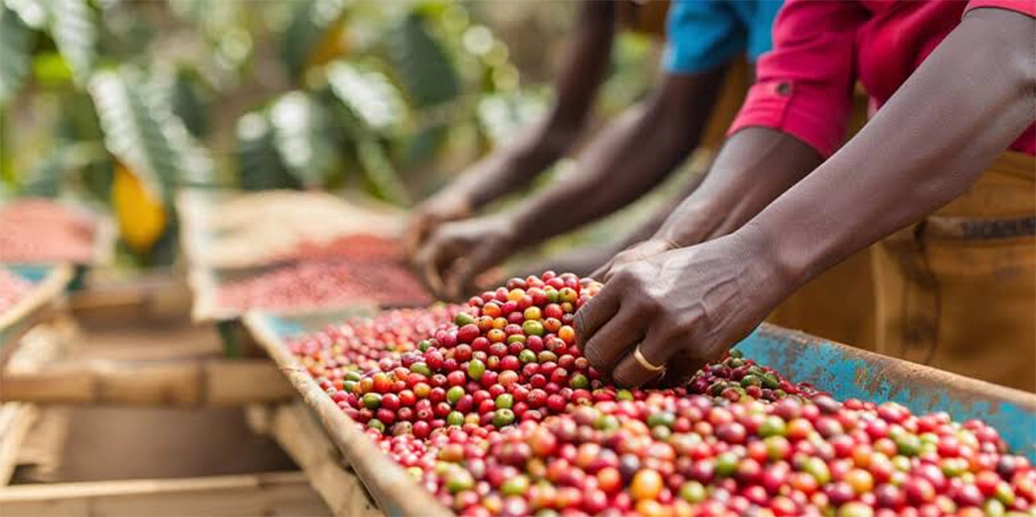 Uganda Robusta coffee cherries