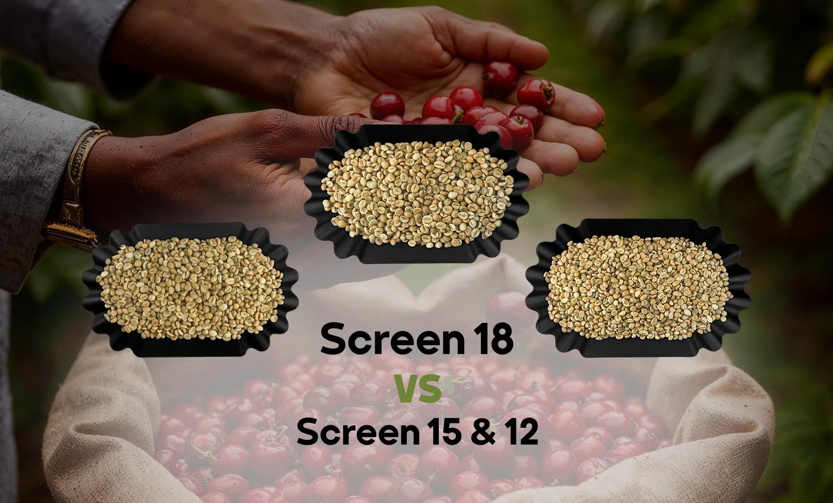 Robusta Screen 18 vs 15 vs 12