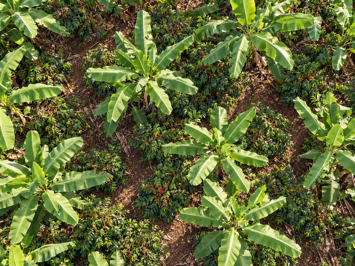 shade-grown Robusta coffee in Uganda