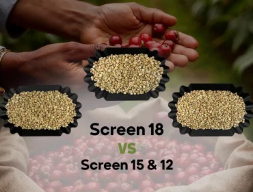 Robusta Screen 18 vs 15 vs 12