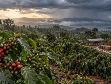 2026-El-Niño-and-Robusta-Coffee-Supply