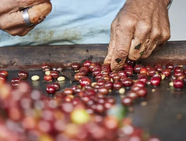 Coffee Processing