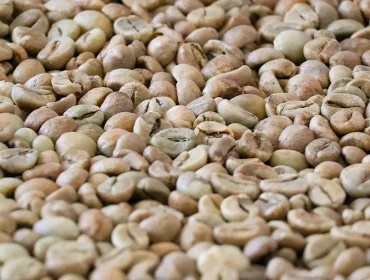 Uganda-Coffee-Exports-The-Growing-Importance-of-Screen-18-Beans-2