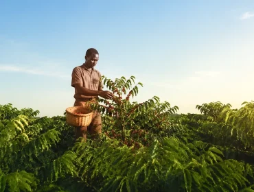 Uganda Robusta Green Coffee: 4 Powerful Reasons It’s the Ultimate Choice