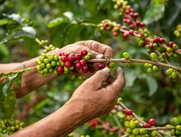 close-up-arabica-coffee-farmer-s-hands-picking-beans-plant-his-farm-colombia-1