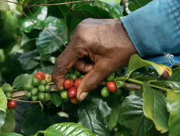 pick a coffee cherry